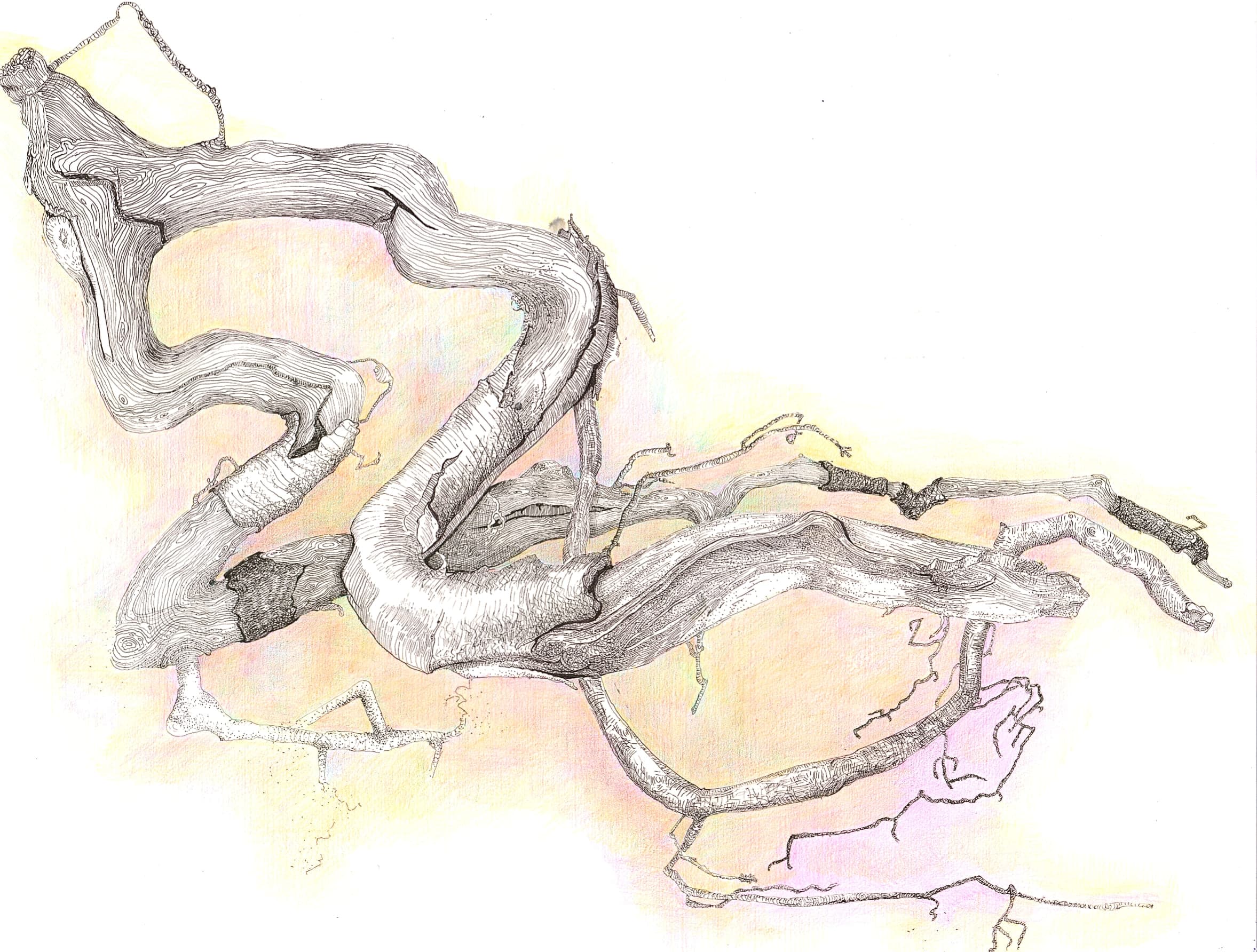image of branch drawn with fineliner